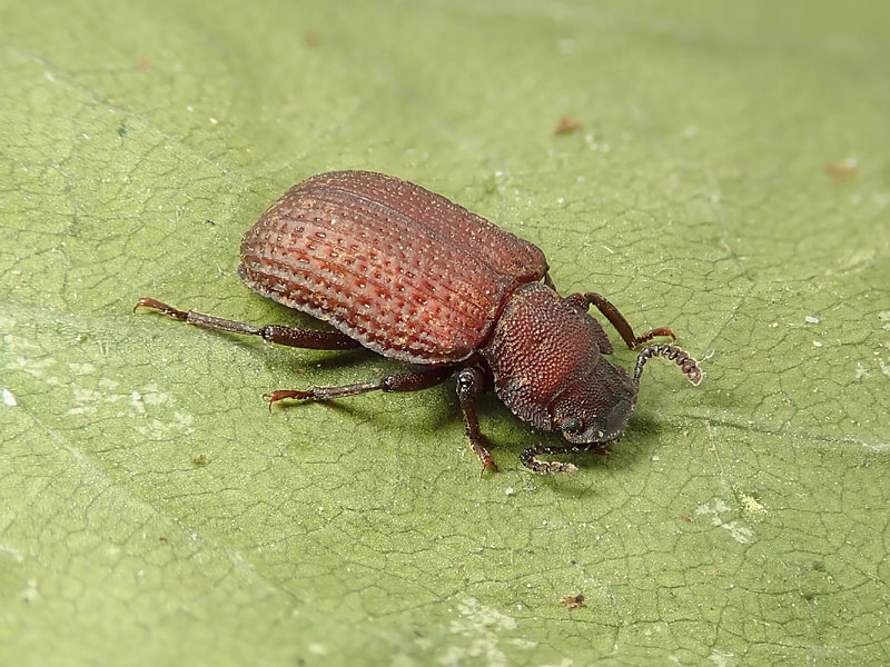 Tenebrionidae: Bolitophagus reticulatus? Sì.